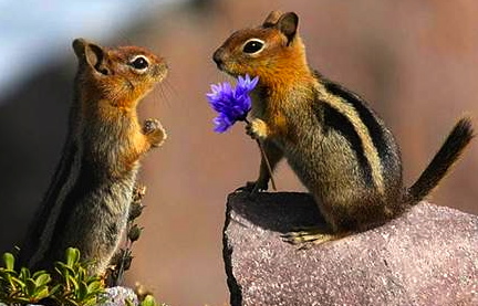 chipmunk friends