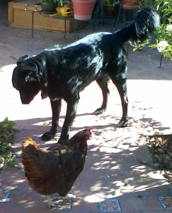 Molly and her pet chicken